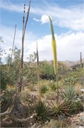 Tucson 2545